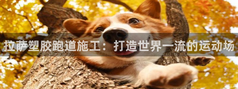 尊龙AG旗舰厅app下载：拉萨塑胶跑道施工：打造世界一流的运动场