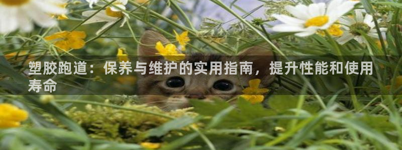尊龙凯时人生就是博·(中国)官网最新：塑胶跑道：保养与维护的实用指南，提升性能和使用
寿命