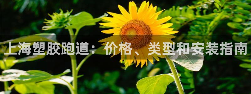 尊龙凯时百家乐手机下载：上海塑胶跑道：价格、类型和安装指南